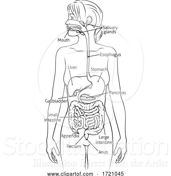 Vector Illustration of Human Digestive System Lady Anatomy Diagram