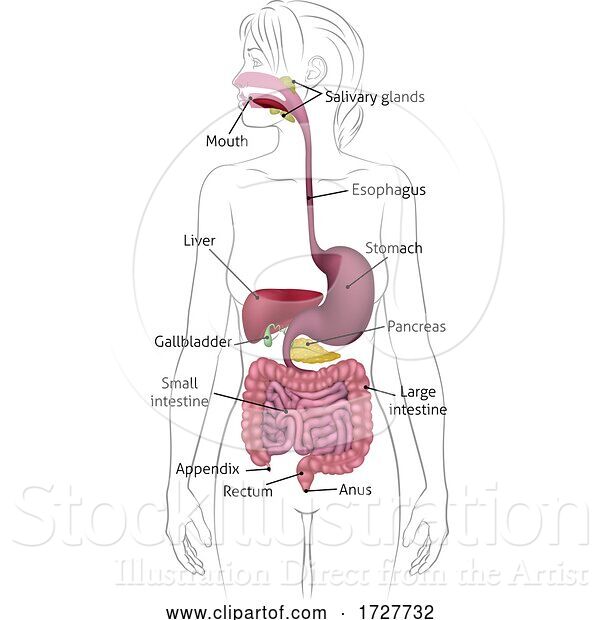 Vector Illustration of Human Digestive System Lady Anatomy Diagram