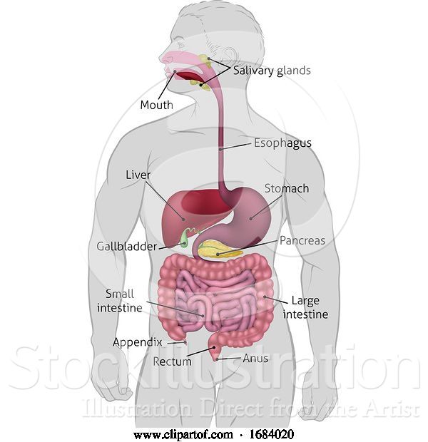 Vector Illustration of Human Gastrointestinal Digestive System