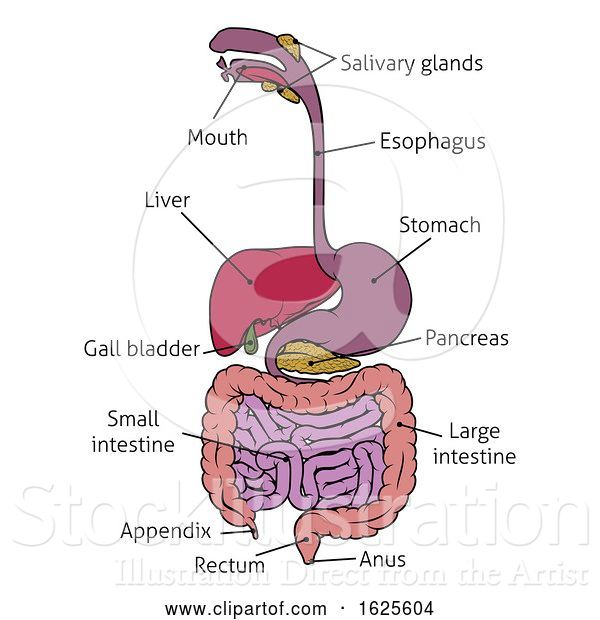 Vector Illustration of Human Gastrointestinal System Gut Digestive ...