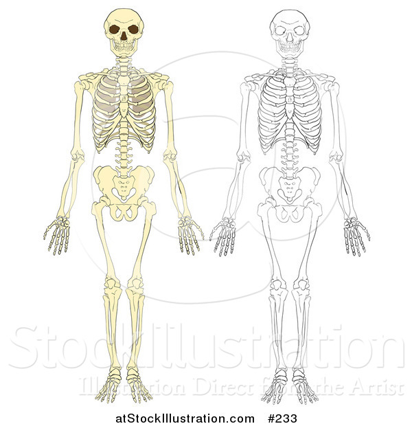 Vector Illustration of Human Skeletons