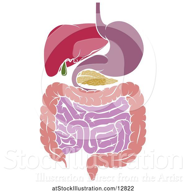 Vector Illustration of Medical Diagram of the Digestive Tract