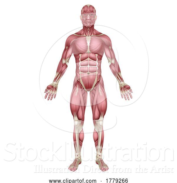 Vector Illustration of Muscles of Human Body Medical Anatomy Illustration