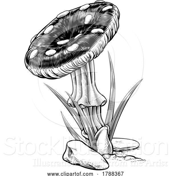 Vector Illustration of Mushroom Toadstool Fungus Vintage Engraved ...