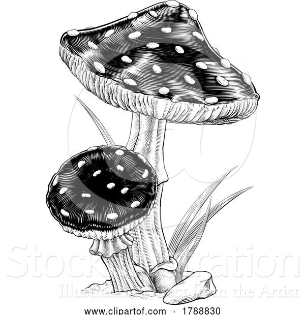 Vector Illustration of Mushrooms Toadstools Vintage Engraved Woodcut