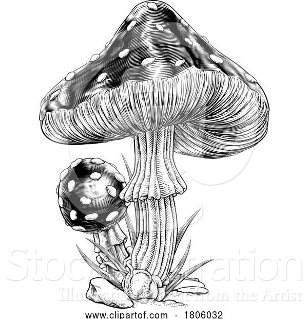 Vector Illustration of Mushrooms Toadstools Vintage Engraved Woodcut