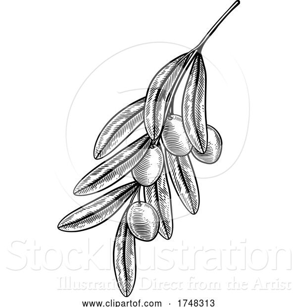 Vector Illustration of Olives Branch Illustration Woodcut Drawing