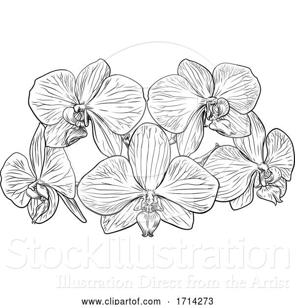 Vector Illustration of Orchid Flower Woodcut Etching