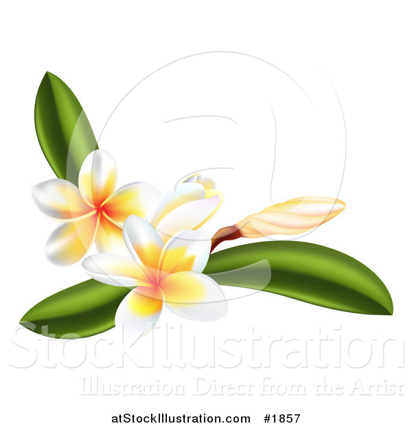 Vector Illustration of Plumeria Flowers and Leaves