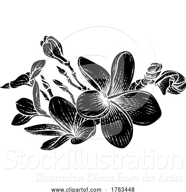 Vector Illustration of Plumeria Frangipani Tropical Bali Flower Drawing