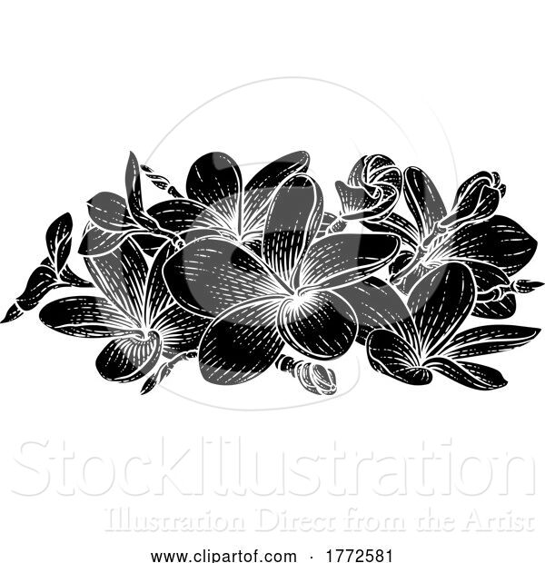 Vector Illustration of Plumeria Frangipani Tropical Bali Flower Drawing