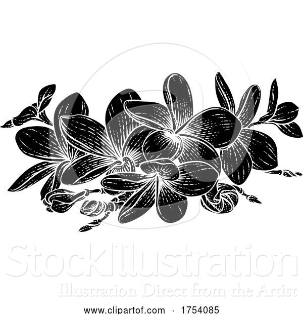 Vector Illustration of Plumeria Frangipani Tropical Bali Flower Etching