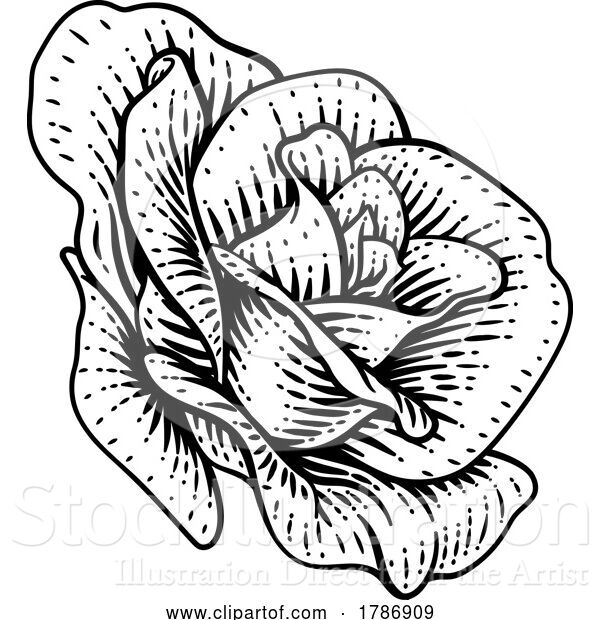 Vector Illustration of Rose Flower Design Woodcut Vintage Retro Style