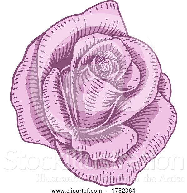 Vector Illustration of Rose Flower Design Woodcut Vintage Style