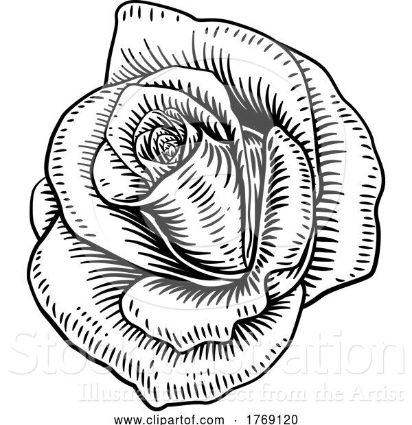 Vector Illustration of Rose Flower Vintage Woodcut Drawing