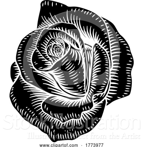 Vector Illustration of Rose Flower Vintage Woodcut Drawing