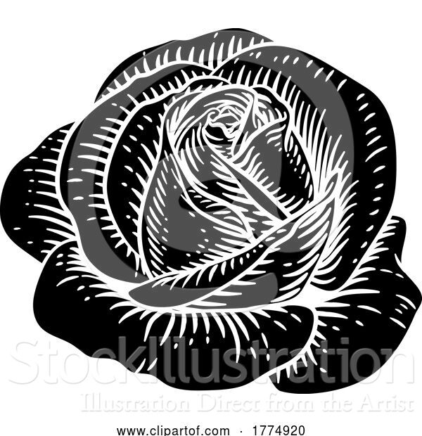 Vector Illustration of Rose Flower Vintage Woodcut Drawing