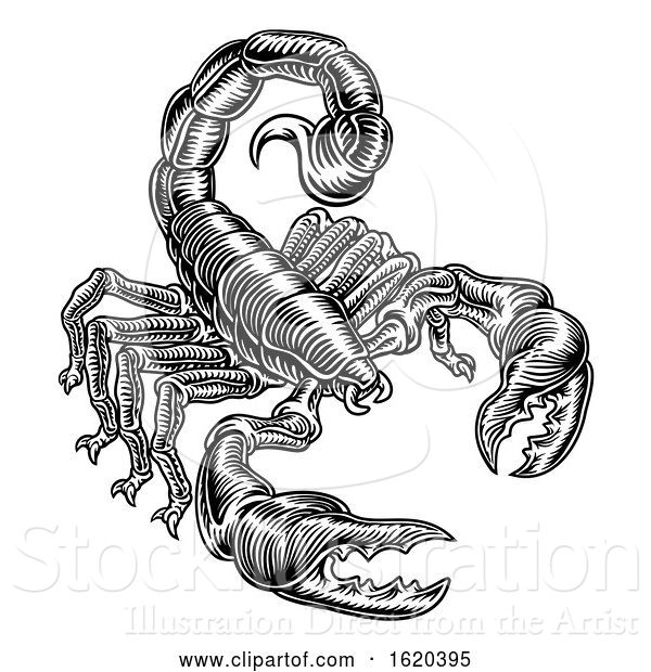 Vector Illustration of Scorpion Scorpio Zodiac Sign Woodcut Design