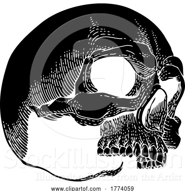 Vector Illustration of Skull Skeleton Grim Reaper Mascot Vintage Woodcut