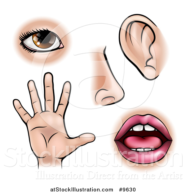 Vector Illustration of the Five Senses, Sight, Smell, Hearing, Touch and Taste