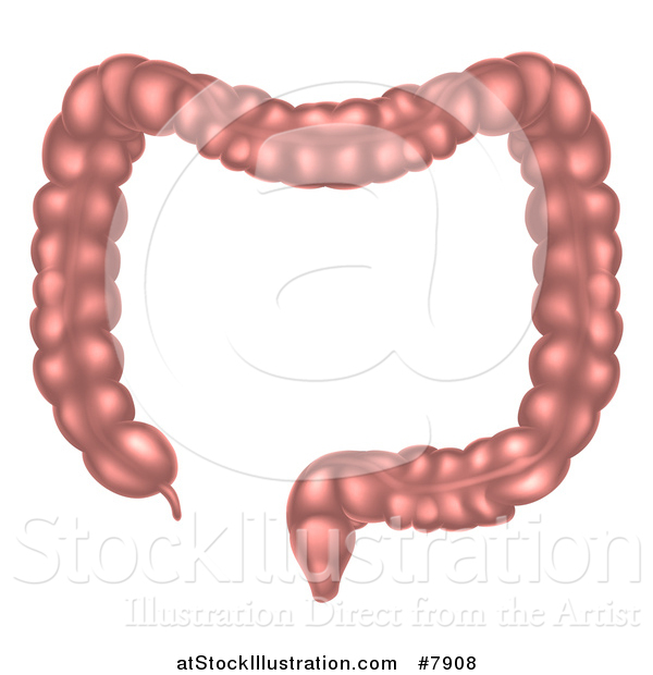 Vector Illustration of the Human Digestive Tract Large Intestine