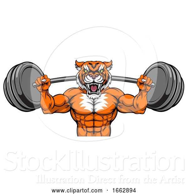 Vector Illustration of Tiger Mascot Weight Lifting Barbell Body Builder