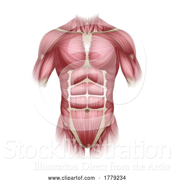 Vector Illustration of Torso Trunk Muscles Human Medical Anatomy Diagram