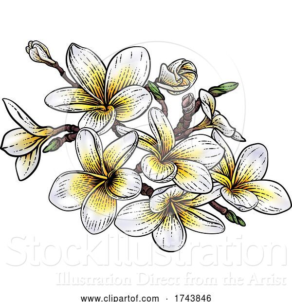Vector Illustration of Tropical Plumeria Frangipani Bali Flower Woodcut