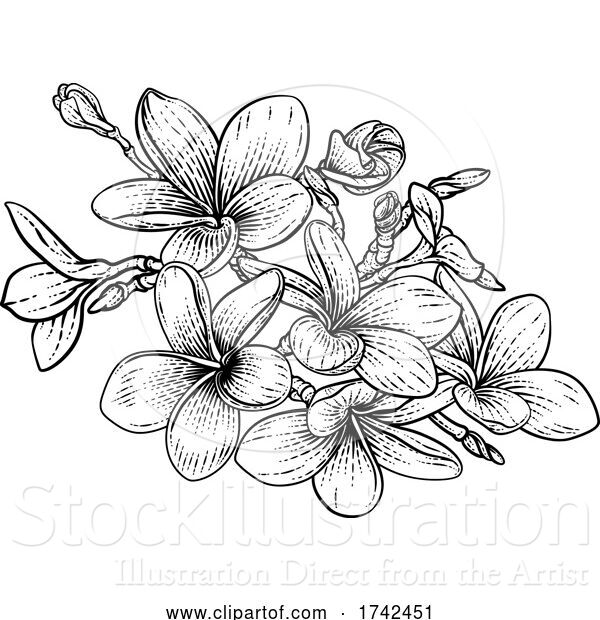 Vector Illustration of Tropical Plumeria Frangipani Bali Flower Woodcut