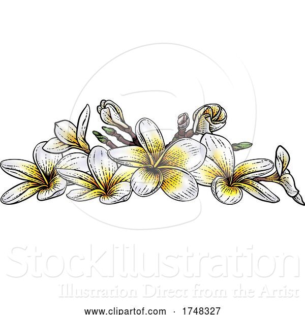 Vector Illustration of Tropical Plumeria Frangipani Bali Flower Woodcut