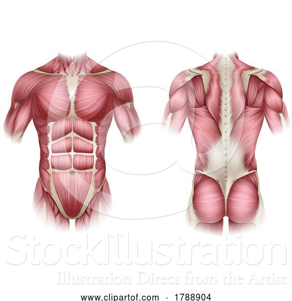 Vector Illustration of Trunk Human Muscles Anatomy Medical Illustration