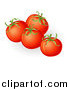 Vector Illustration of 3d Plump Red Organic Tomatoes by AtStockIllustration