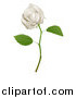 Vector Illustration of a 3d Goregous White Long Stemmed Rose by AtStockIllustration
