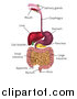 Vector Illustration of a 3d Labeled Diagram of the Human Digestive System, Digestive Tract, Alimentary Canal by AtStockIllustration