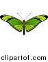Vector Illustration of a Beautiful Green Butterfly or Moth by AtStockIllustration