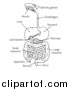 Vector Illustration of a Black and White Digestive Tract Diagram, Labeled with Text by AtStockIllustration