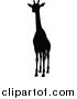 Vector Illustration of a Black Silhouetted Giraffe by AtStockIllustration