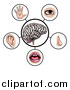 Vector Illustration of a Brain with the Five Senses Around It by AtStockIllustration