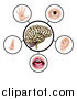 Vector Illustration of a Brain with the Five Senses Around It by AtStockIllustration