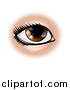 Vector Illustration of a Brown Human Eye by AtStockIllustration