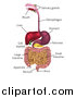 Vector Illustration of a Digestive Tract Diagram, Labeled with Text by AtStockIllustration