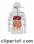 Vector Illustration of a Gray Silhouetted Man with Visible Digestive Tract Diagram, Labeled with Text by AtStockIllustration