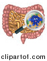 Vector Illustration of a Happy Blue Gut Flora Character Giving Two Thumbs up Under a Magnifyig Glass over the Human Digestive Tract by AtStockIllustration