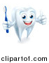 Vector Illustration of a Happy White Tooth Mascot Holding a Toothbrush and Giving a Thumb up by AtStockIllustration