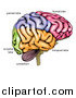 Vector Illustration of a Human Brain Diagram by AtStockIllustration