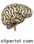 Vector Illustration of a Human Brain in Profile by AtStockIllustration