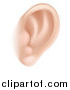 Vector Illustration of a Human Ear by AtStockIllustration