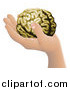 Vector Illustration of a Human Hand Holding a Brain by AtStockIllustration