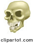 Vector Illustration of a Human Skull with Teeth by AtStockIllustration