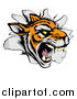 Vector Illustration of a Mad Tiger Mascot Breaking Through a Wall by AtStockIllustration